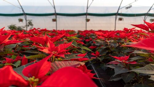 Tips for Successful Poinsettia Production in 2025
