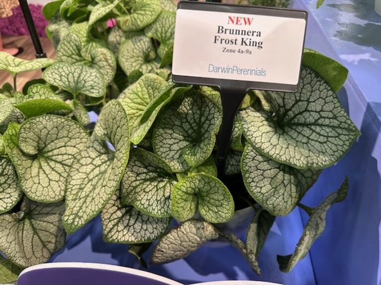 Brunnera m. ‘Frost King’ (Darwin Perennials)