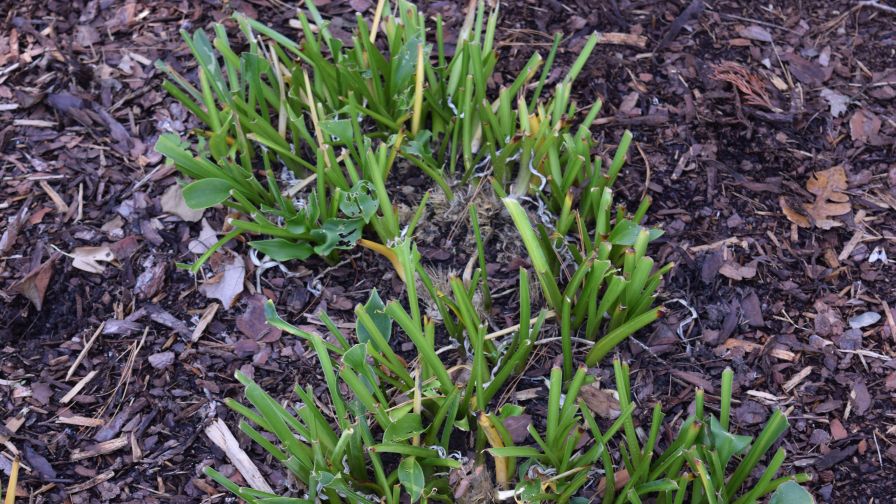 Deer damage on hosta plants.