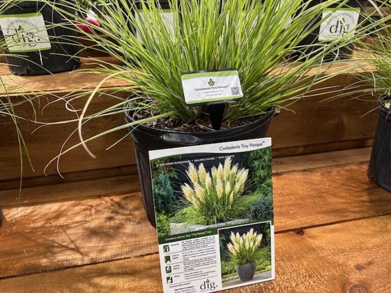Cortaderia selloana ‘Day1 Tiny Pampa’ (Dig Plant Company)