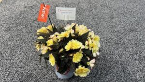 Begonia ‘I'Conia Bacio Lemon’ (Dümmen Orange)