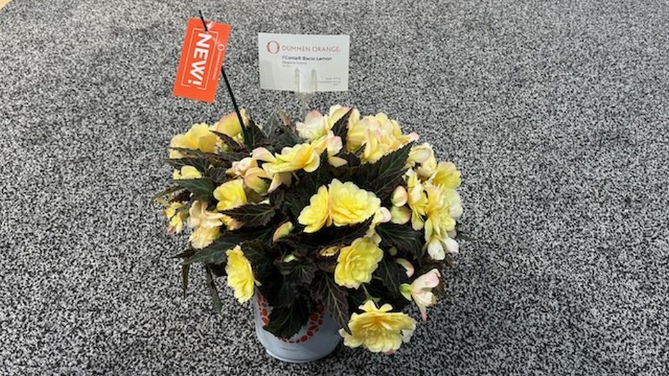 Begonia ‘I'Conia Bacio Lemon’ (Dümmen Orange)