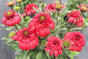 Echinacea ‘Delightful Garnet’