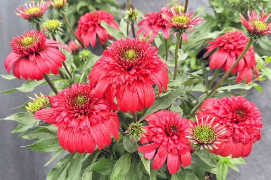 Echinacea ‘Delightful Garnet’