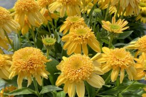 Echinacea ‘Delightful Sunshine’