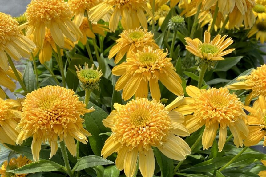 Echinacea ‘Delightful Sunshine’