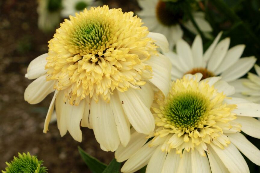 Echinacea ‘Fried Egg’