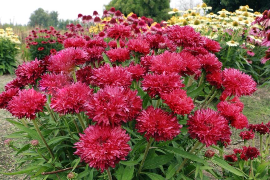 Echinacea ‘Fringe Festival’
