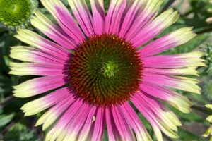 Echinacea ‘Prima Aura’
