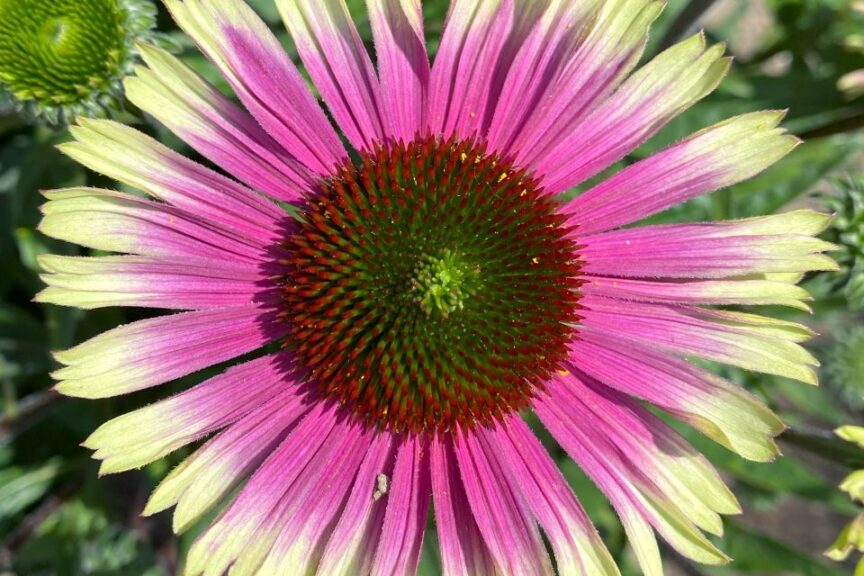 Echinacea ‘Prima Aura’