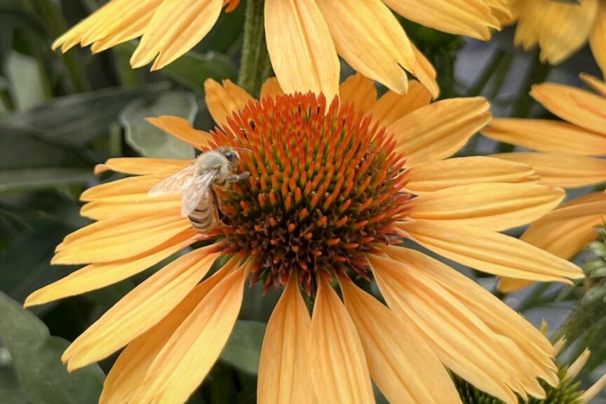 Echinacea ‘Princess Honey’