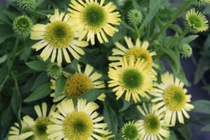 Echinacea ‘Supreme Lime’