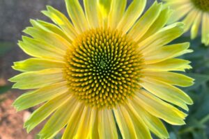 Echinacea 'Princess Citrus'