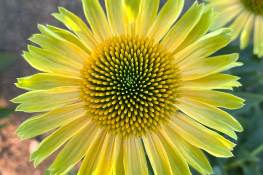Echinacea 'Princess Citrus'