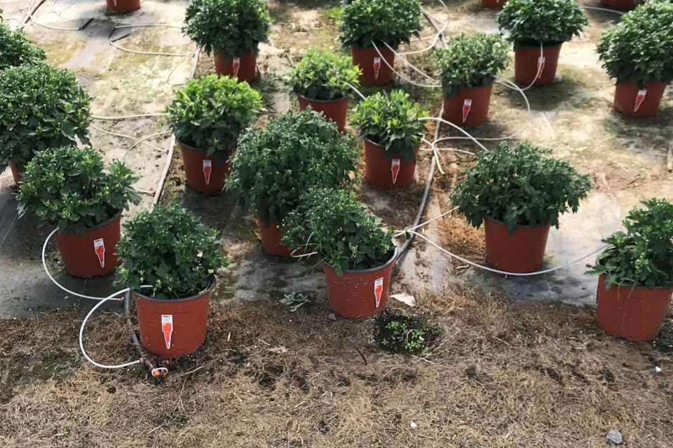 Example of a greenhouse grower that used an herbicide to control weeds at the transition zone between gravel and an outdoor container pad.