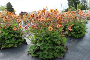 Geum 'Tempo Fiesta’