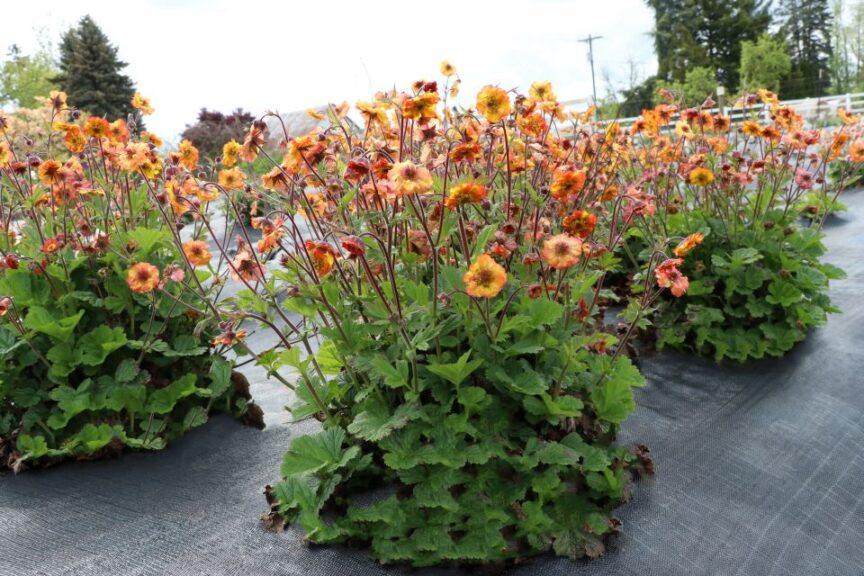 Geum 'Tempo Fiesta’