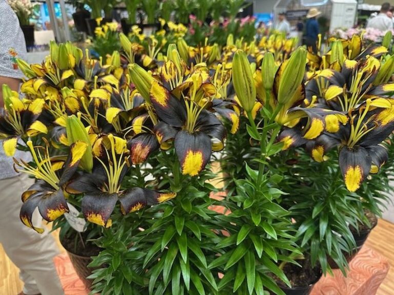 Lilium - Asiatic Lily Looks 'Tiny Massive' (Growing Colors)