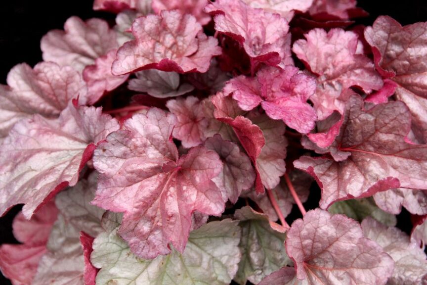 Heuchera ‘Iridescent’