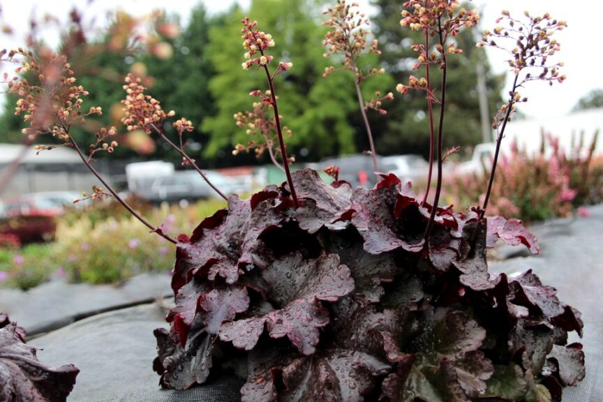 Heuchera ‘Rosewood’