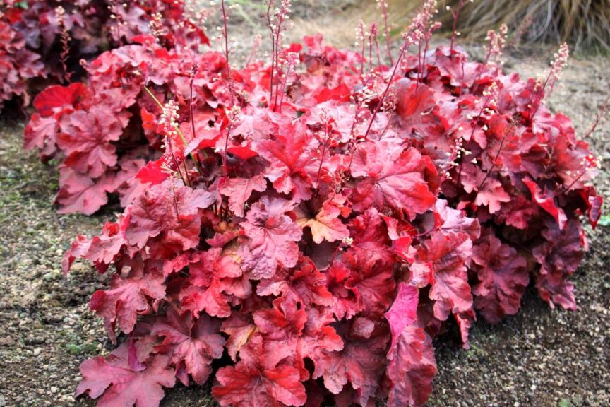 Heuchera ‘Testarossa’