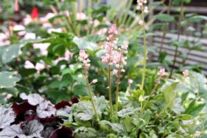Heucherella ‘Pink Stardust’