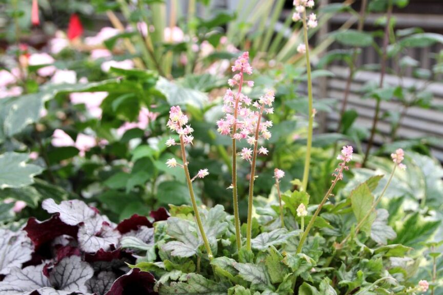 Heucherella ‘Pink Stardust’