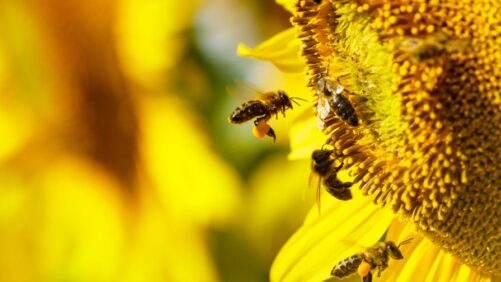 Video Spotlight: Why Bumblebees Are Better Pollinators Than Honeybees
