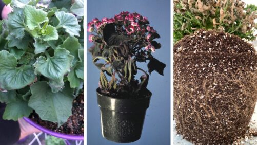 Diagnosing Plant Problems: Is It Disease or Drought Stress?