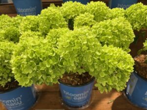 Hydrangea pan. 'Bubble Bath' (Bloomin' Easy)