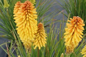 Kniphofia ‘Poco Butter Brickle’