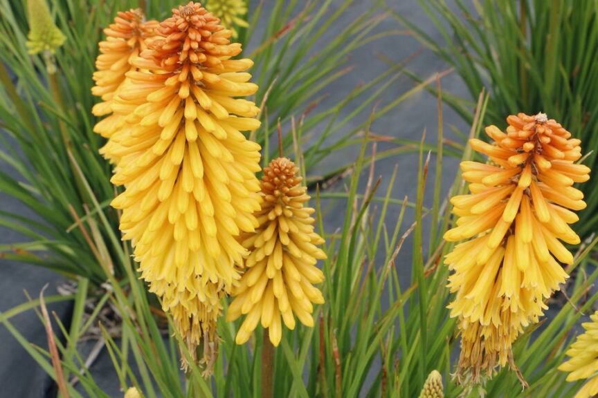 Kniphofia ‘Poco Butter Brickle’
