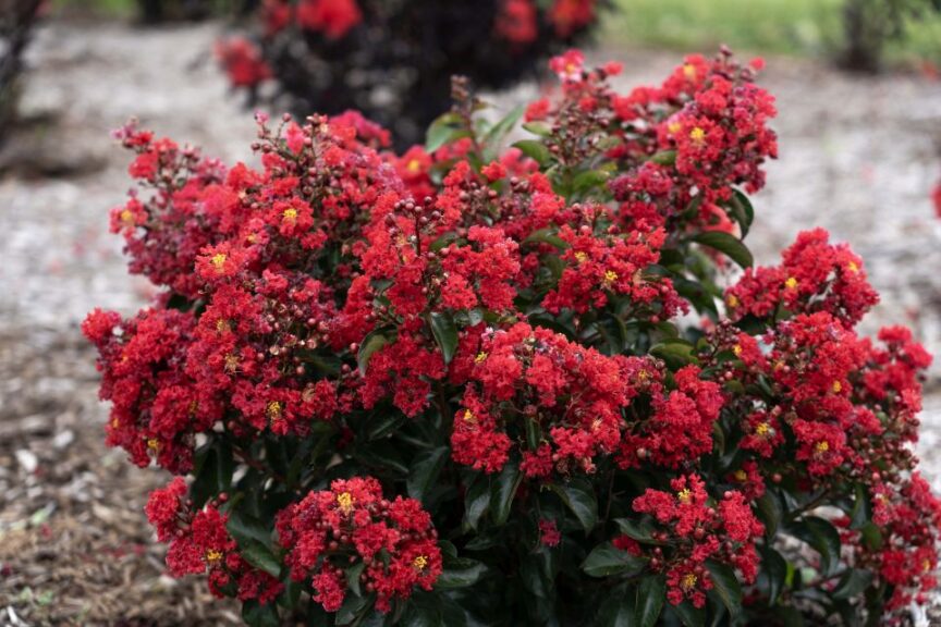 Lagerstroemia 'Bellini Cherry'
