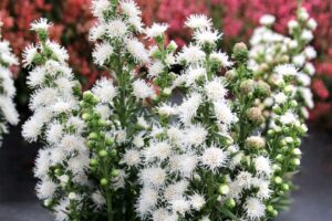 Liatris ‘White Feather’