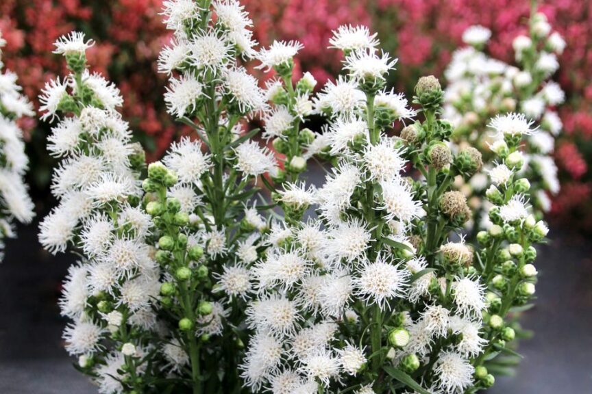 Liatris ‘White Feather’