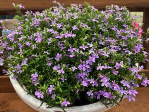 Lobelia 'Laguna Royale Lilac' (Proven Winners)