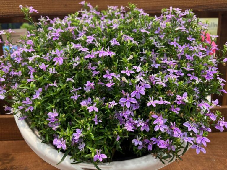 Lobelia 'Laguna Royale Lilac' (Proven Winners)