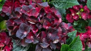 Monrovia Debuts New Centennial Ruby Hydrangea Variety to Celebrate 100 Years