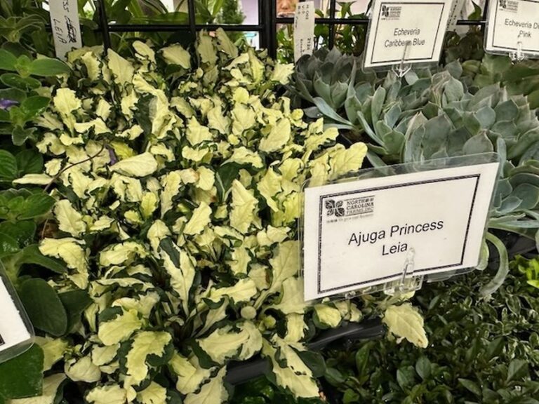 Ajuga reptans 'Princess Leia' (North Carolina Farms/Concept Plants)