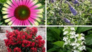 New Star Roses and Terra Nova Varieties from Cultivate’25
