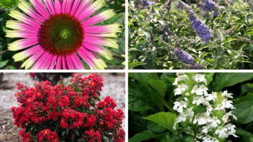 New Star Roses and Terra Nova Varieties from Cultivate’25