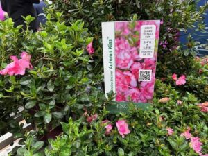 Azalea ‘Encore Autumn Kiss' (Plant Development Services Inc.)