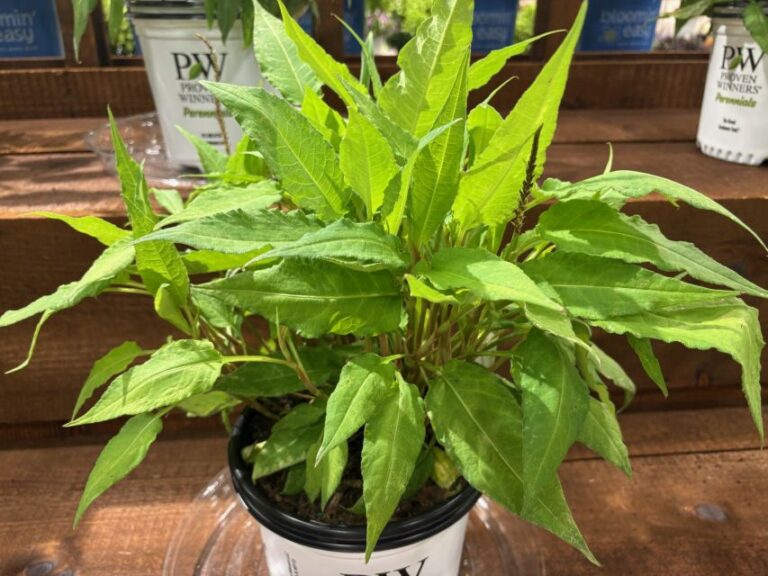 Persisaria 'Glowing Reviews' (Willoway Nurseries, SynRG)