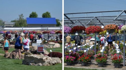 Getting Ready for Plantpeddler’s 45th Anniversary and Variety Day Events