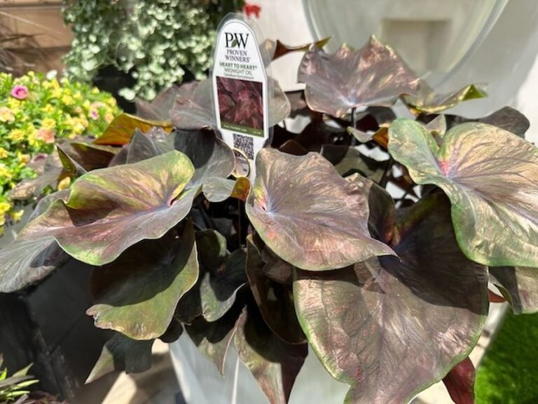Caladium ‘Heart to Heart Midnight Oil' (Proven Winners)