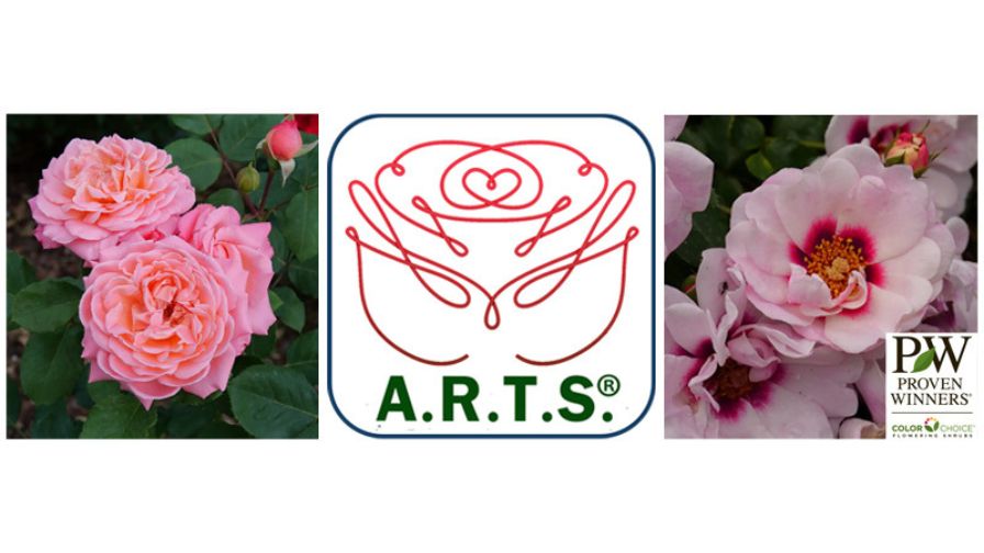 Local Artist award winners in the American Rose Trials for Sustainability 2026 rose trials.