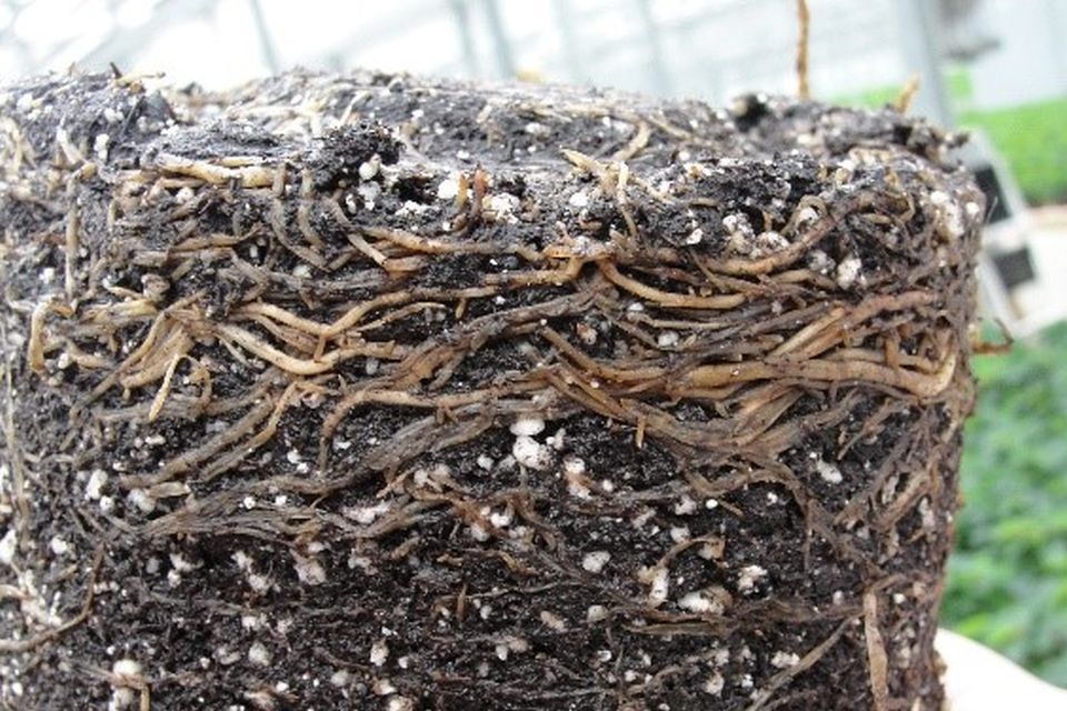 Pythium root rot on poinsettia.