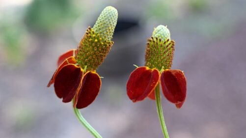 Plants to Carry the Garden Through Summer
