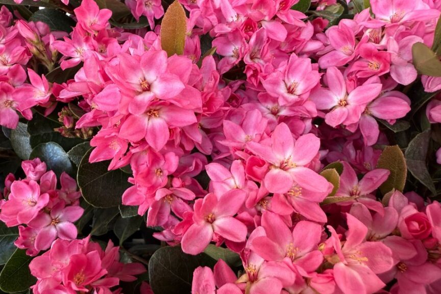 Rhaphiolepis 'Pink Pearl'