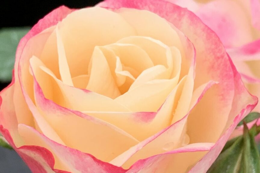 Rosa 'Enchanted Meadow'